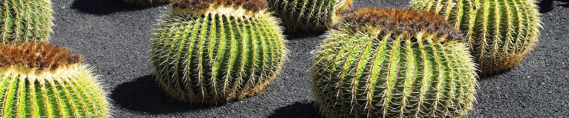 Discover...<br/>Lanzarote
