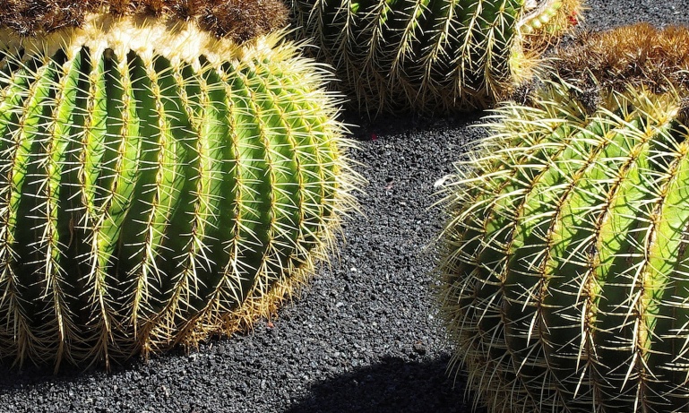 Discover...<br/>Lanzarote