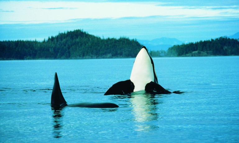 Whale Watching from Victoria | Do Something Different