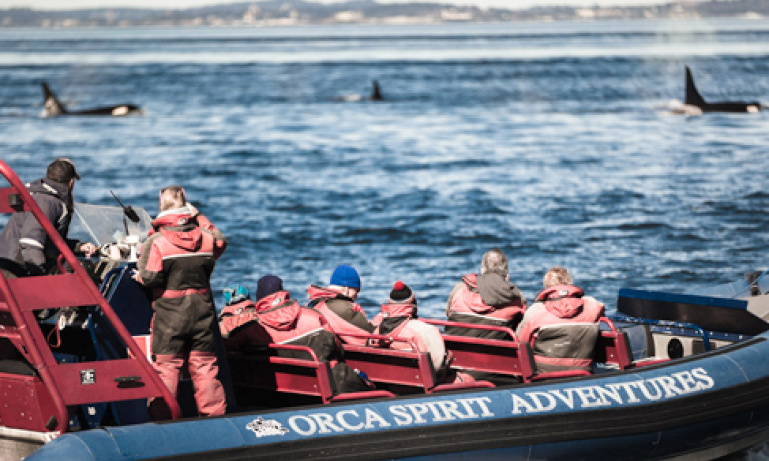 Whale Watching from Victoria | Do Something Different