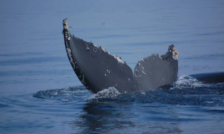 Whale Watching from Victoria | Do Something Different