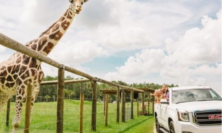 drive thru safari jacksonville fl